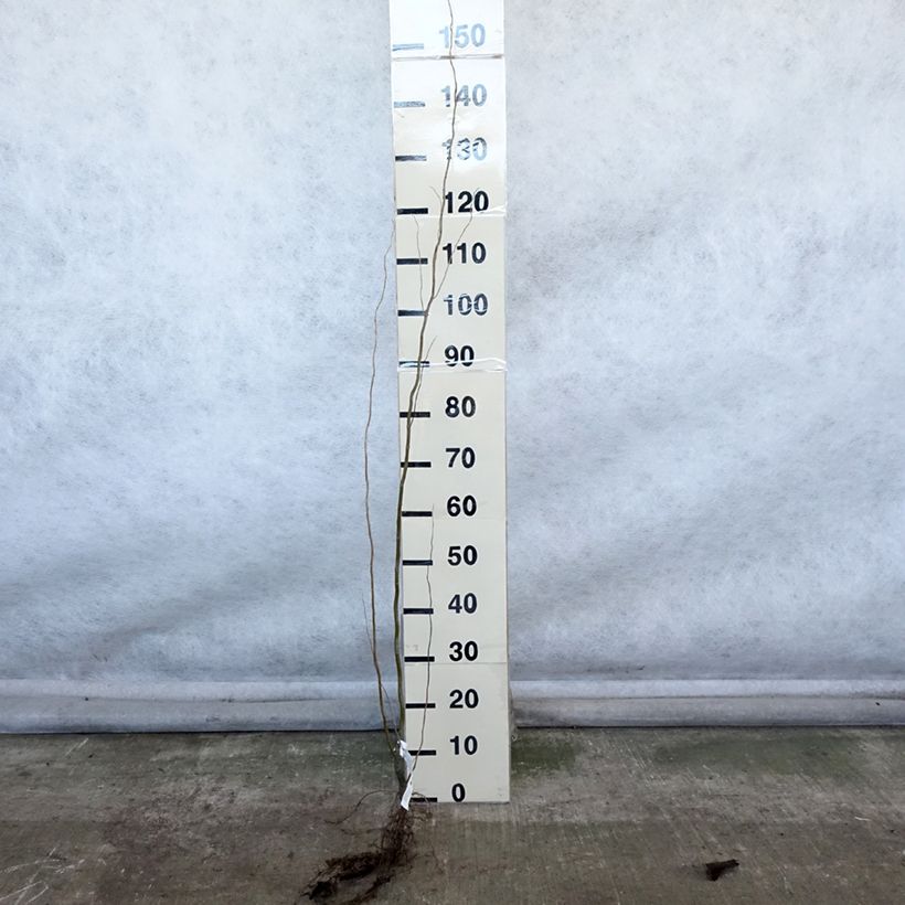 Spécimen de Saule de Pékin tortueux - Salix matsudana (babylonica) Tortuosa Racines nues tel que livré en hiver