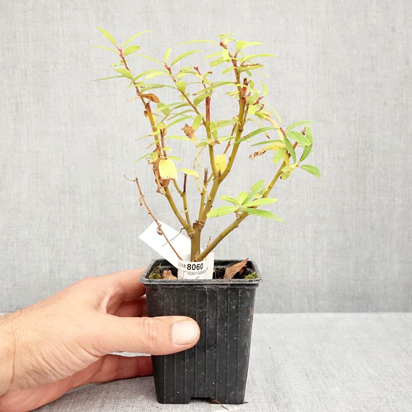 Spécimen de Saule doré -  Salix sachalinensis Golden Sunshine Godet de 8/9 cm tel que livré en automne
