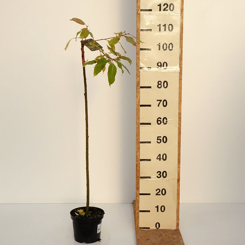 Example of Saule marsault doré - Salix caprea Ogon Pot de 3L/4L, Tige as you get in automne