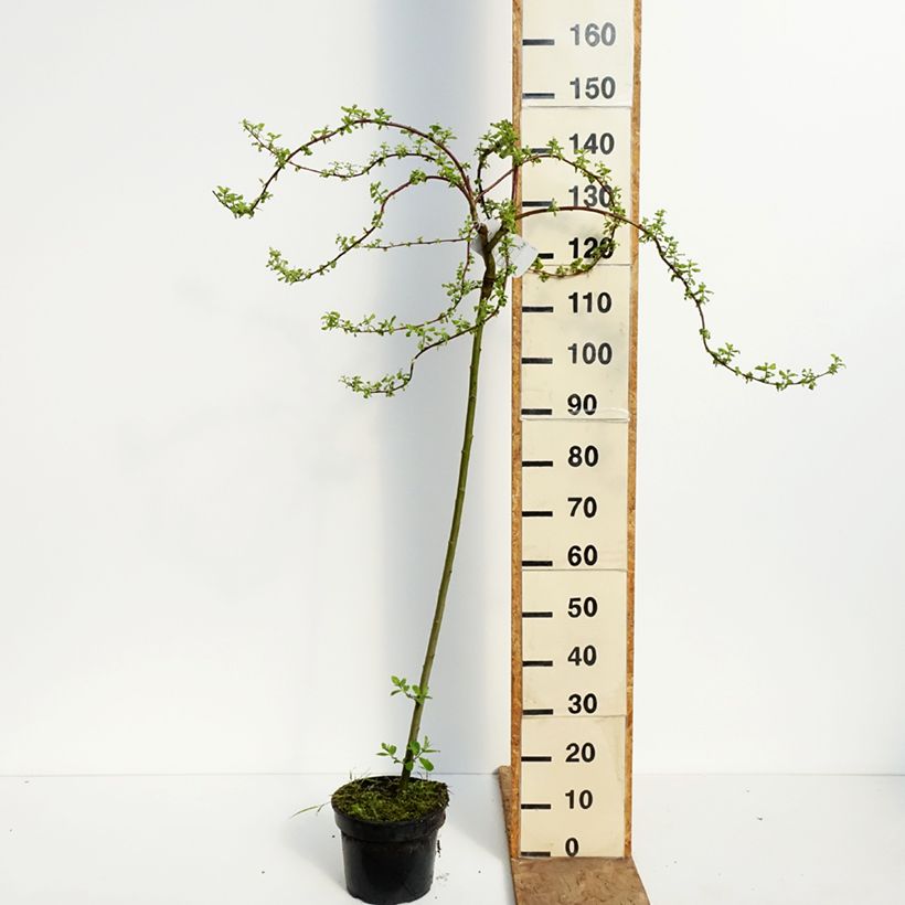 Spécimen de Saule marsault tortueux pleureur Curly Locks - Salix caprea Pot de 4L/5L, Tige tel que livré au printemps