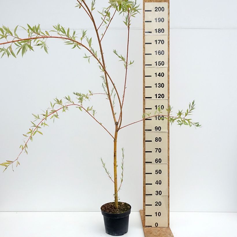 Example of Saule pleureur hybride - Salix Pamiati Bażowa Pot de 7,5L/10L as you get in ete
