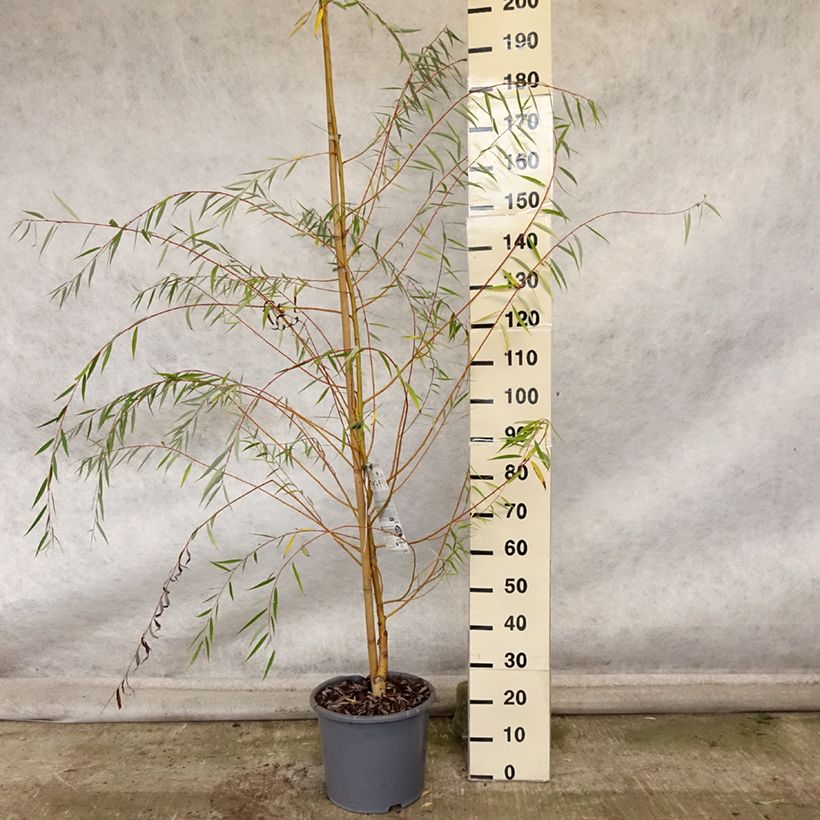 Spécimen de Saule pleureur - Salix alba Tristis Pot de 12L/15L, Baliveau tel que livré en automne