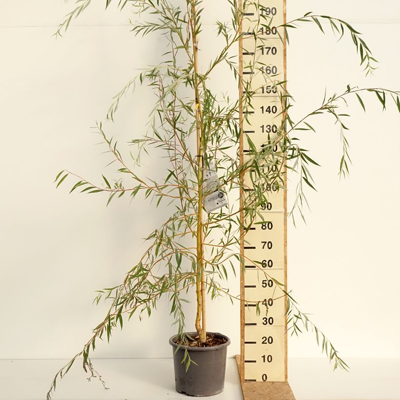 Spécimen de Saule pleureur - Salix alba Tristis Pot de 12L/15L, Baliveau tel que livré en été