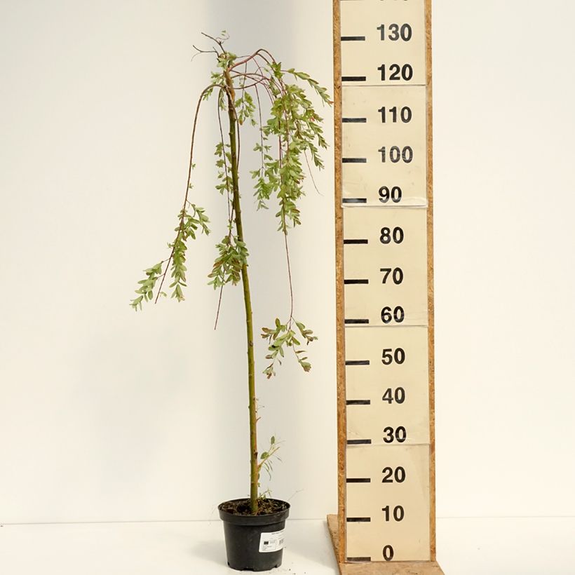 Spécimen de Saule pommelé pleureur - Salix integra Pendula Pot de 3L/4L, Tige, Tige de 100 cm tel que livré en été