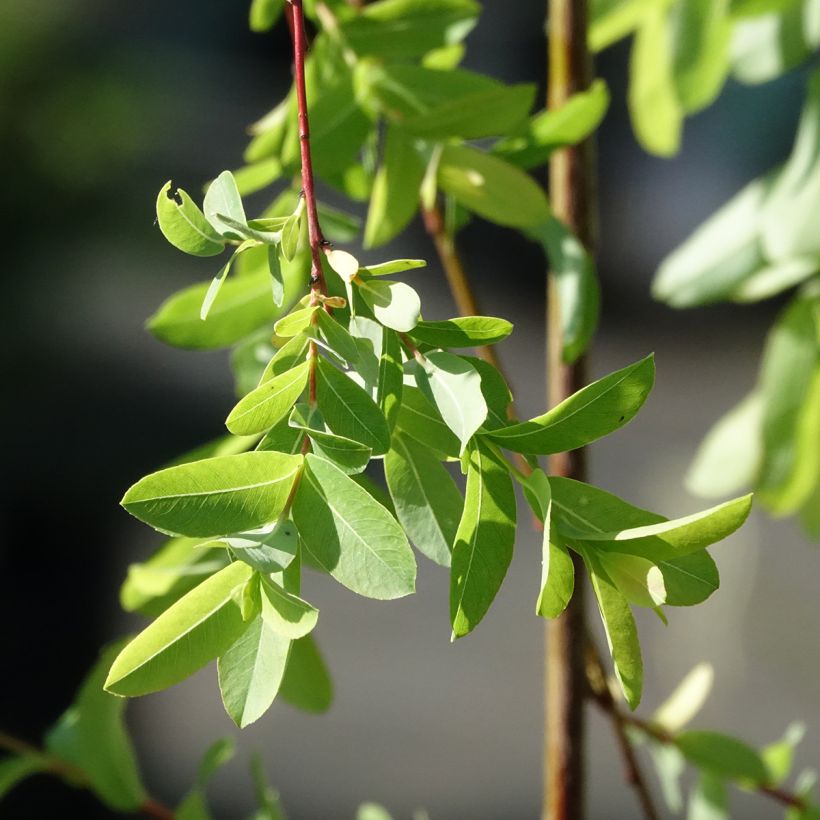 Saule pommelé pleureur - Salix integra Pendula (Feuillage)