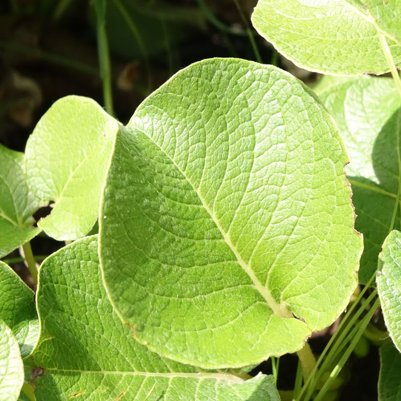Saule rampant des îles Kouriles -Salix kurilensis (Feuillage)