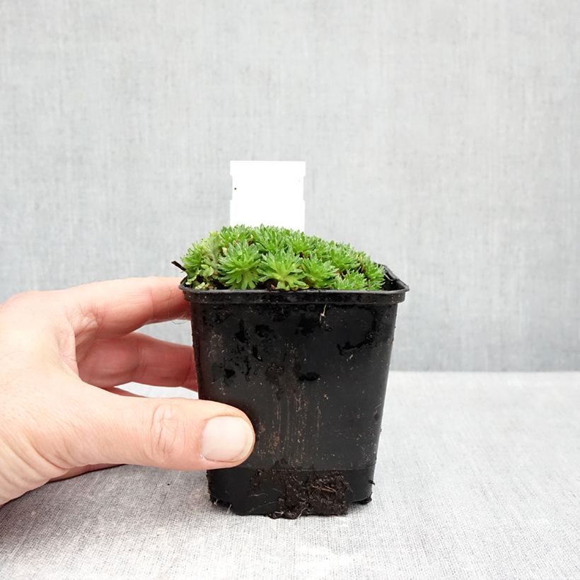Spécimen de Saxifraga arendsii Compactum (Stransfieldii) - Saxifrage mousse Godet de 8/9 cm tel que livré en automne