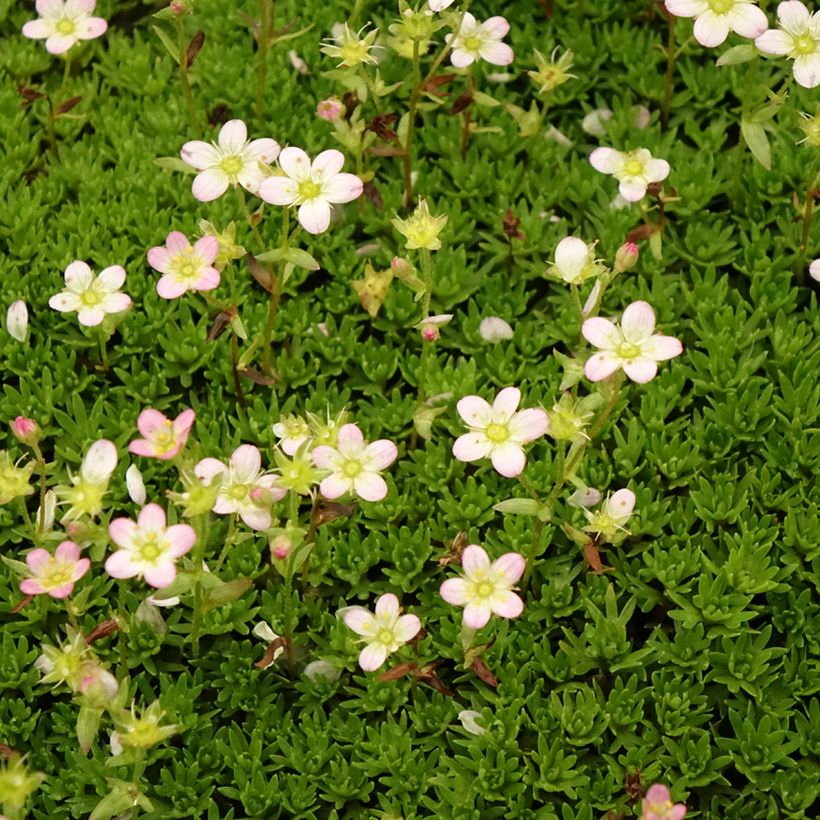 Saxifraga arendsii Compactum (Stransfieldii) - Saxifrage mousse (Flowering)