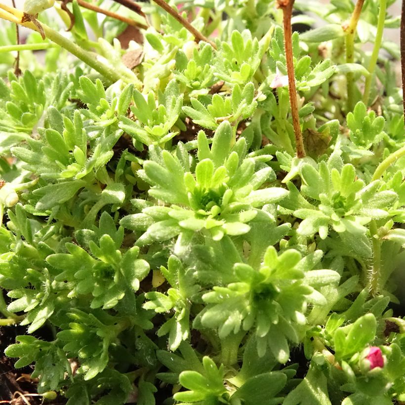 Saxifraga arendsii Purpurteppich - Saxifrage mousse (Foliage)