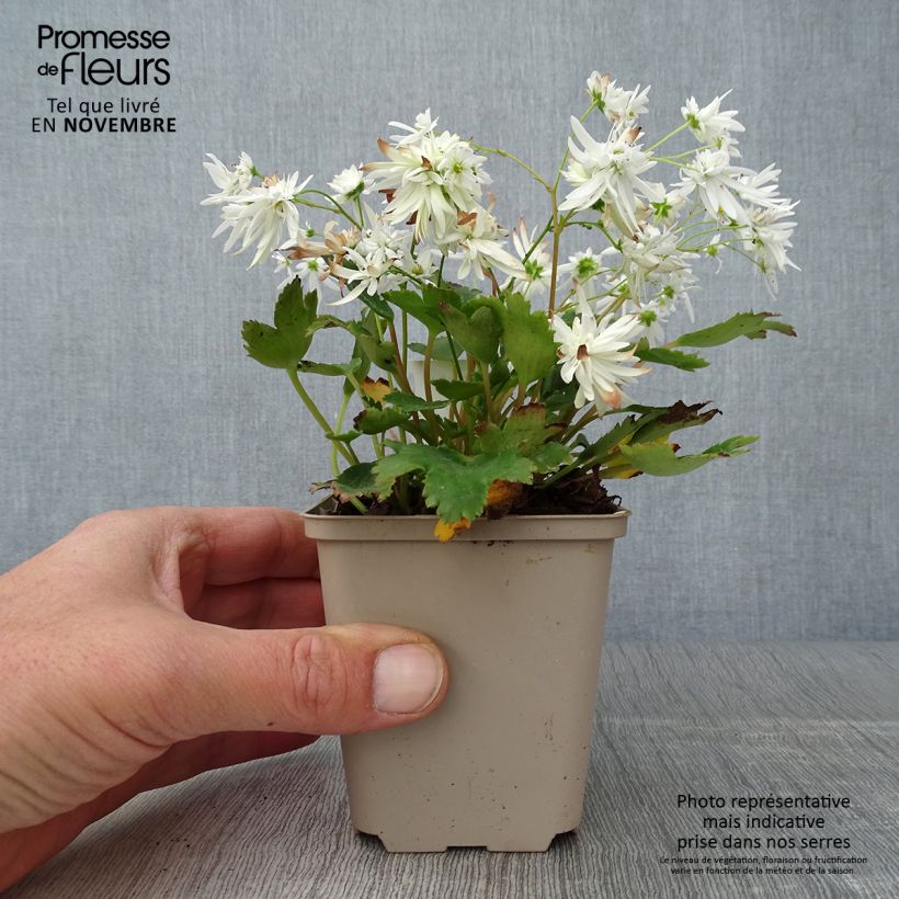 Spécimen de Saxifraga cortusifolia Shiranami - Saxifrage Godet de 8/9 cm tel que livré en automne