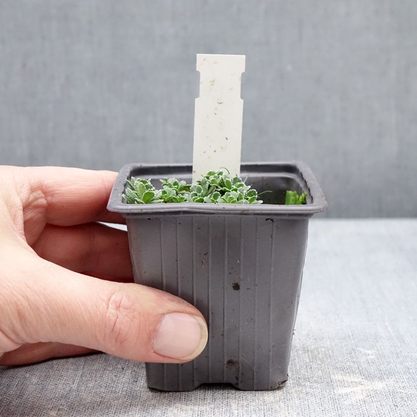 Example of Saxifraga paniculata var.minutifolia - Saxifrage Godet de 8/9 cm as you get in hiver