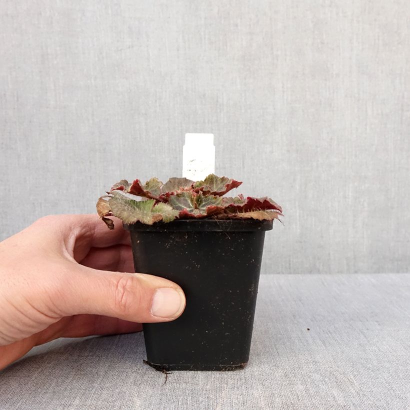 Spécimen de Saxifraga stolonifera Cuscutiformis - Saxifrage à stolons Godet de 8/9 cm tel que livré en hiver