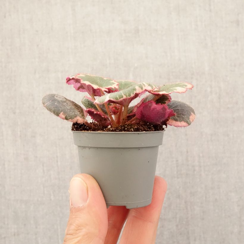 Example of Saxifraga stolonifera Variegata - Saxifrage araignée Mini-plante as you get in printemps