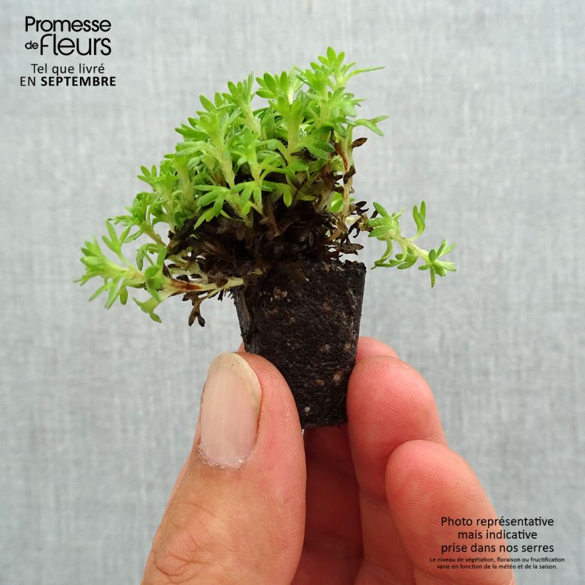 Example of Saxifraga x arendsii Pixie - Saxifrage mousse Mini-motte Ø 3/4 cm as you get in automne