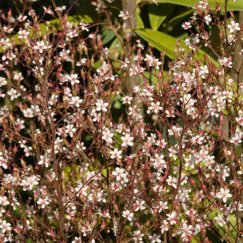 Saxifraga x urbium Aureopunctata - Désespoir du peintre (Floraison)