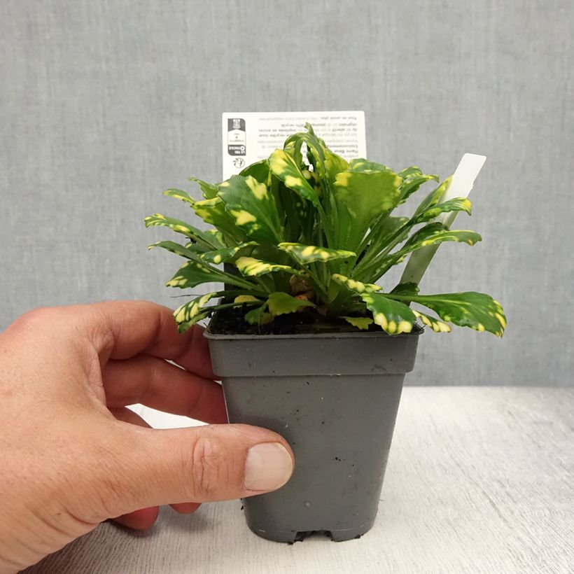 Spécimen de Saxifraga x urbium Aureopunctata - Désespoir du peintre Godet de 8/9 cm tel que livré en été