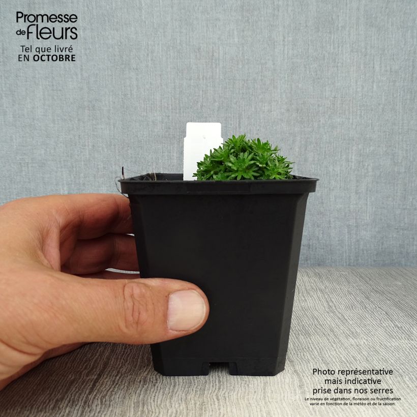 Spécimen de Saxifrage arendsii Pixie White - Gazon Turc Godet de 8/9 cm tel que livré en automne