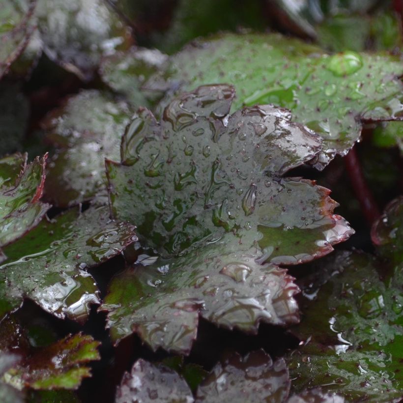 Saxifraga cortusifolia Black Ruby - Saxifrage à feuilles noires (Foliage)