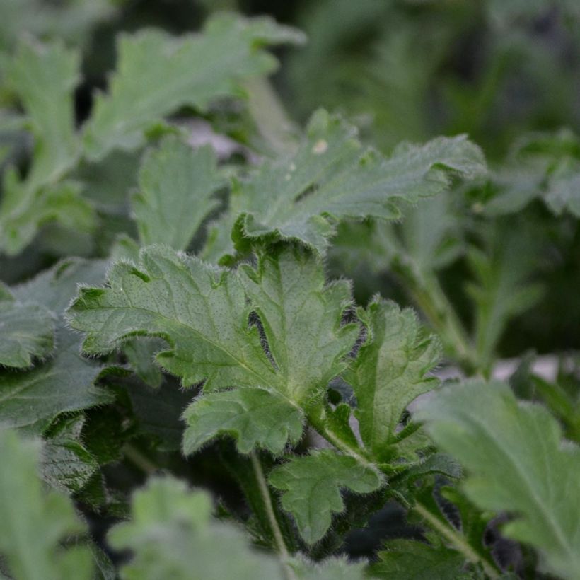 Scabieuse columbaria Pink Mist (Foliage)