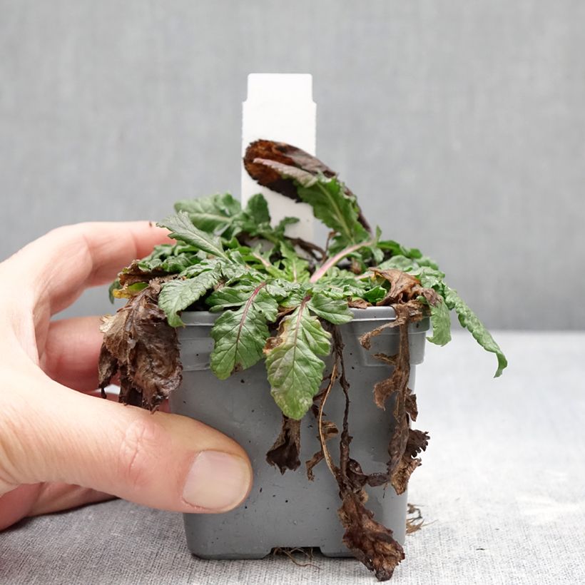 Example of Scabiosa Nova Dew Drops - Scabieuse Godet de 8/9 cm as you get in hiver