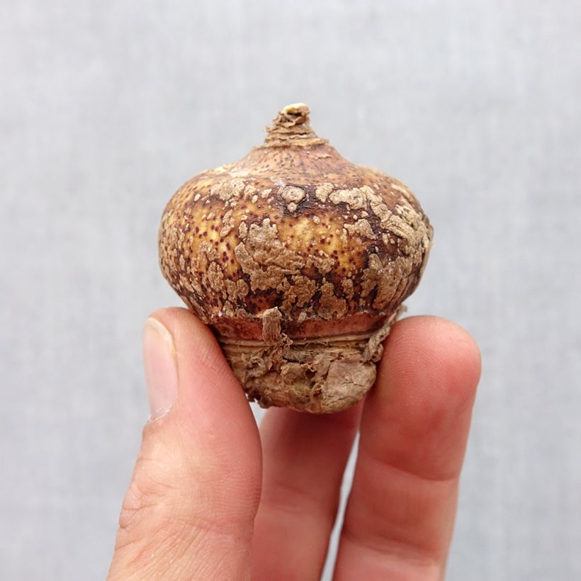 Spécimen de Scadoxus multiflorus subsp multiflorus Bulbe calibre 16+ tel que livré au printemps