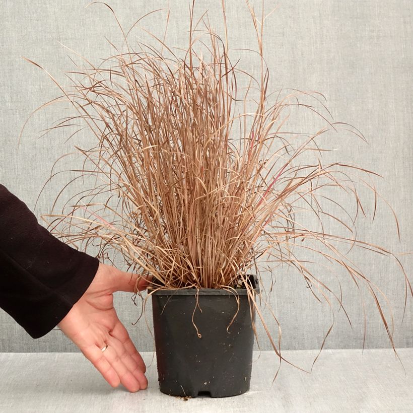 Spécimen de Schizachyrium Colorado - Herbe à balais Pot de 2L/3L tel que livré en automne