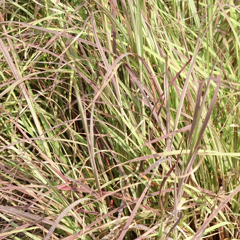 Schizachyrium Colorado - Herbe à balais (Foliage)