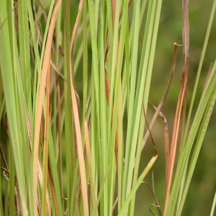 Schizachyrium scoparium Blaze - Herbe à balais (Foliage)