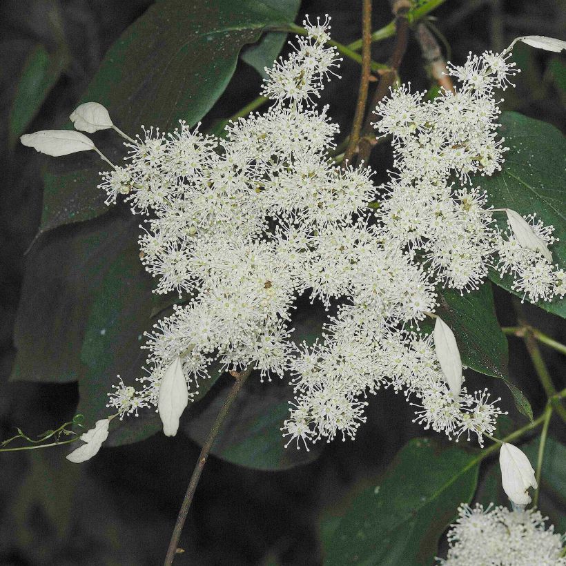 Schizophragma Angel Wings - Hortensia grimpant (Flowering)