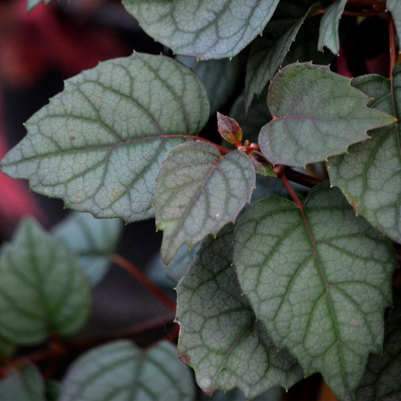 Schizophragma hydrangeoides Moonlight (Foliage)
