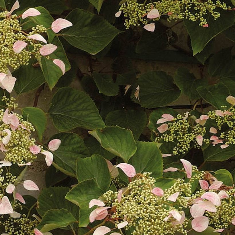 Schizophragma hydrangeoides Rose Sensation (Roseum) (Foliage)