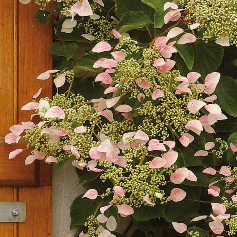 Schizophragma hydrangeoides Rose Sensation (Roseum) (Flowering)