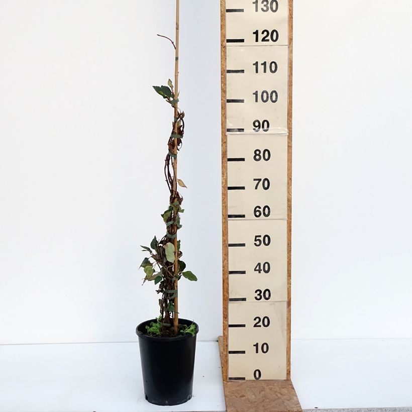 Example of Schizophragma hydrangeoides Rose Sensation (Roseum) Pot de 6L/7L as you get in automne