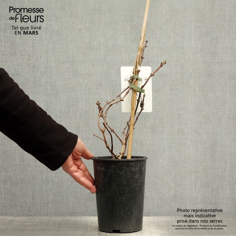 Example of Schizophragma hydrangeoides Snow Sensation - Faux hortensia grimpant Pot de 3L/4L as you get in printemps