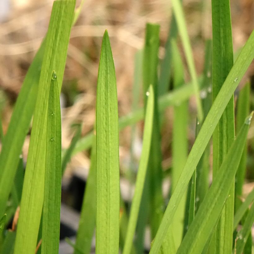 Schizostylis coccinea - Lis des Cafres (Feuillage)