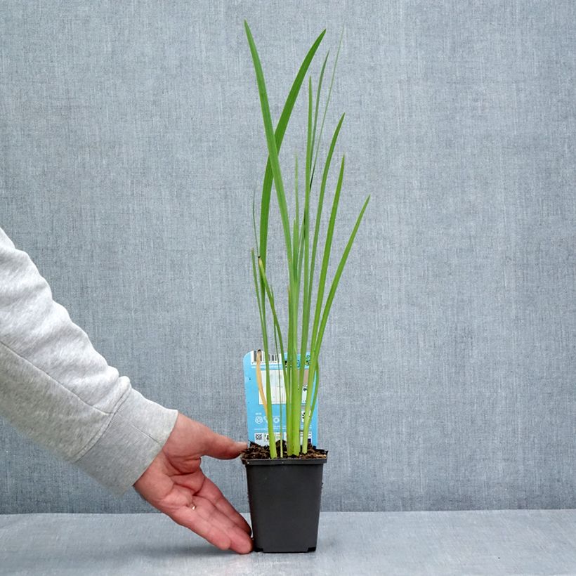 Spécimen de Schizostylis coccinea - Lis des Cafres Godet de 8/9 cm tel que livré en été