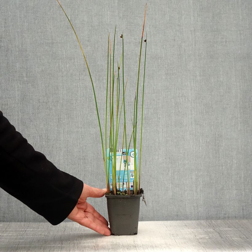 Example of Schoenoplectus lacustris - Jonc des chaisiers Godet de 8/9 cm as you get in printemps