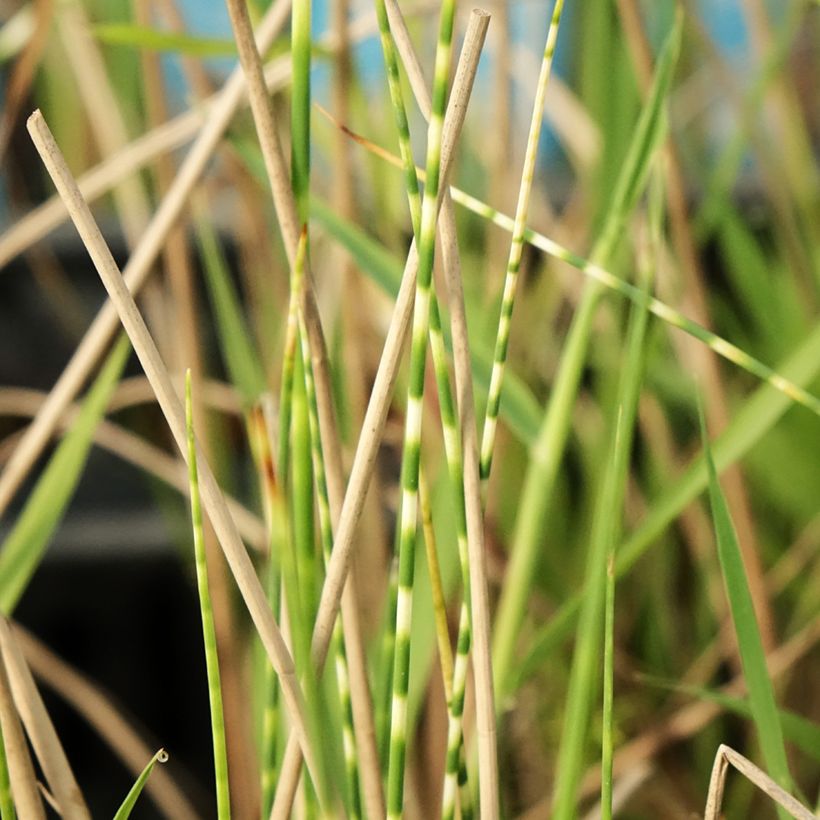 Schoenoplectus tabernaemontani Zebrinus - Scirpe aigu à tiges zébrées (Foliage)