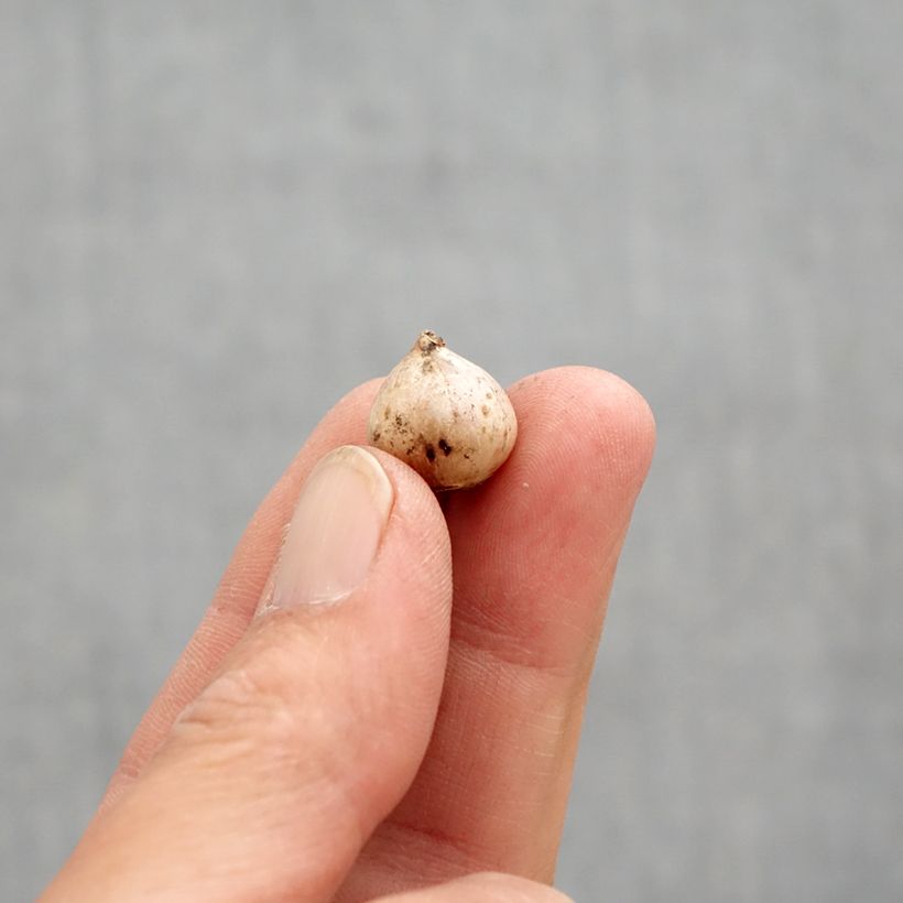 Example of Scille à deux feuilles - Scilla bifolia Rosea Bulbe calibre 4+ as you get in printemps