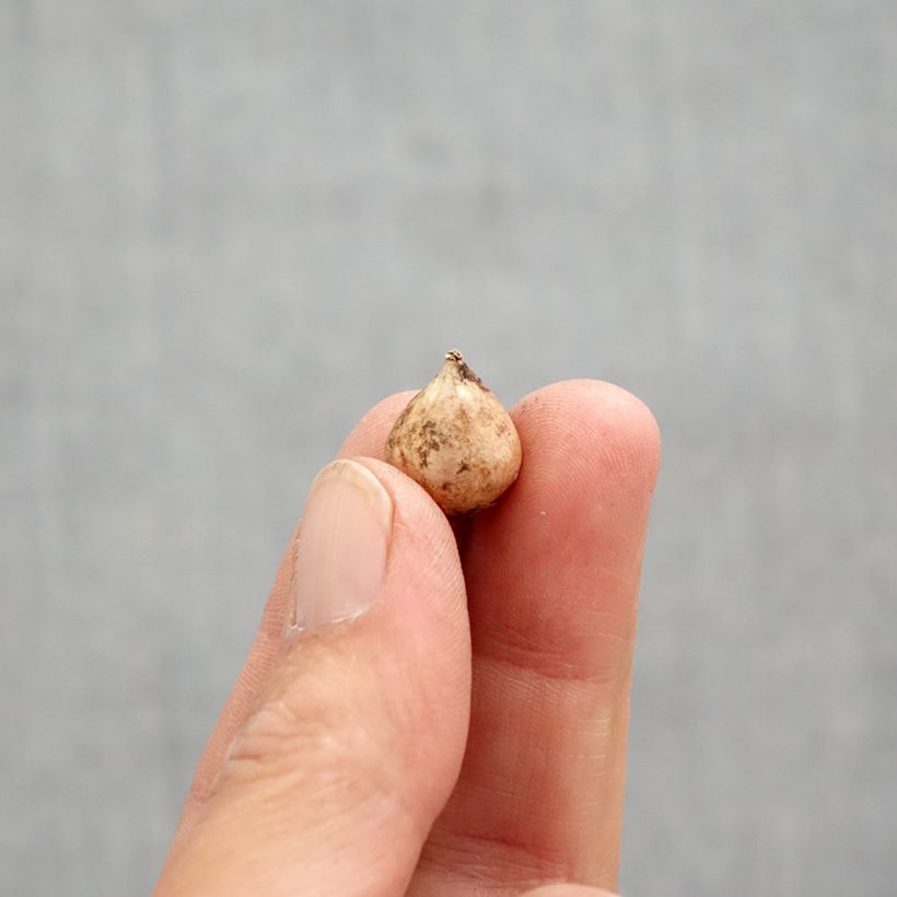 Example of Scille bifolia Bulbe calibre 4+ as you get in printemps