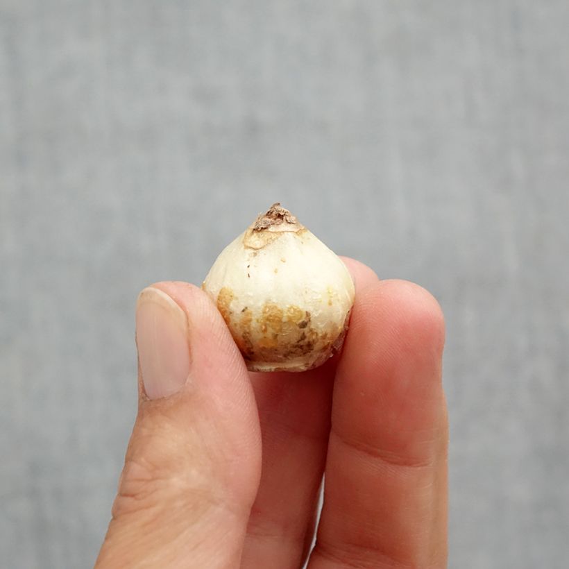 Example of Scille de Sibérie - Scilla siberica Alba Bulbe calibre 8+ as you get in printemps