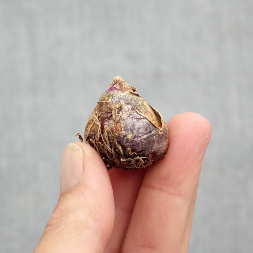 Spécimen de Scille de Sibérie - Scilla siberica Spring Beauty Bulbe calibre 9+ tel que livré au printemps