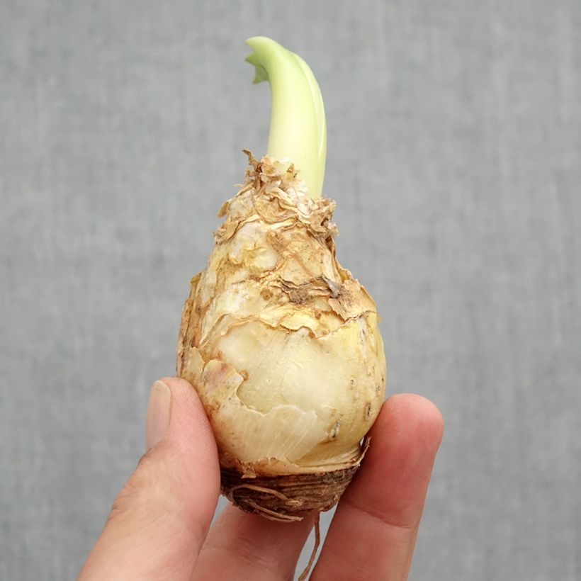 Example of Scille du Pérou - Scilla peruviana Bulbe calibre 16/18 as you get in printemps