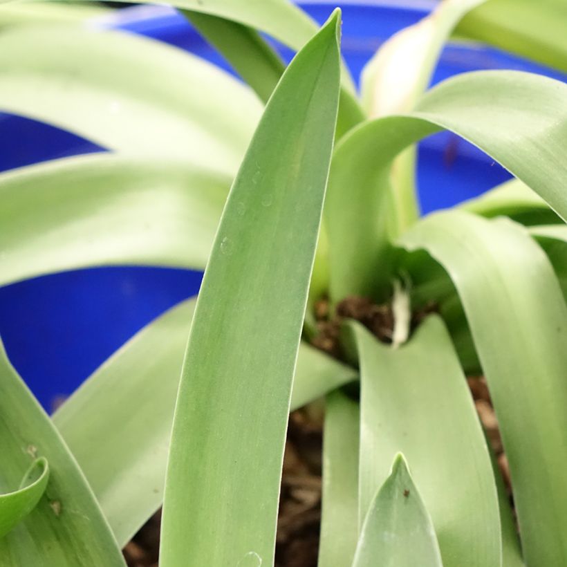 Scille du Pérou - Scilla peruviana (Foliage)