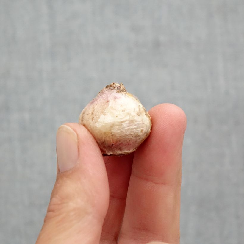 Example of Scille mischtschenkoana Tubergeniana Bulbe calibre 8+ as you get in printemps