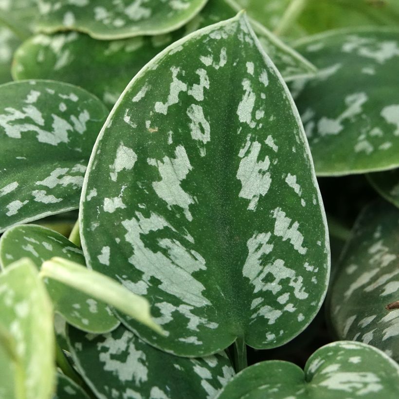 Scindapus pictus - Pothos argenté (Feuillage)