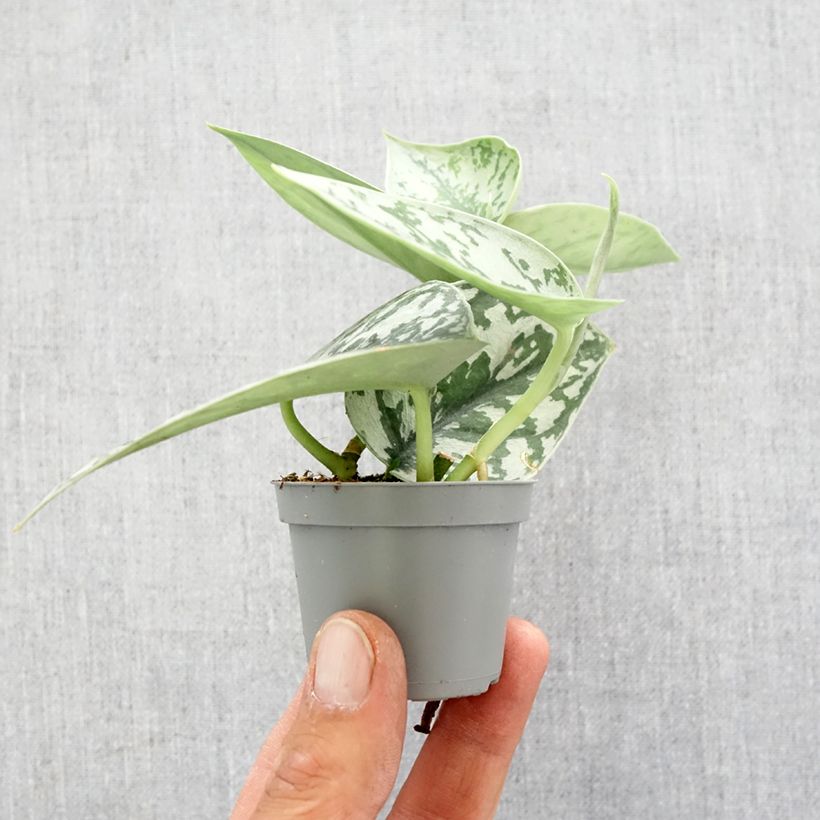 Example of Scindapus pictus - Pothos argenté Mini-plante as you get in printemps