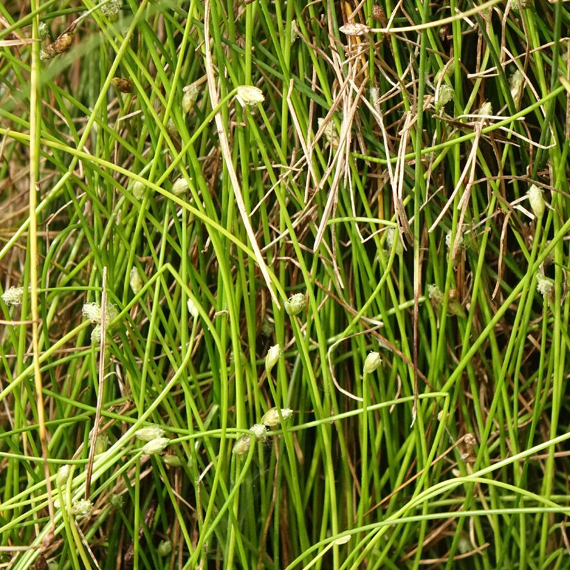 Scirpus cernuus - Souchet penché (Feuillage)