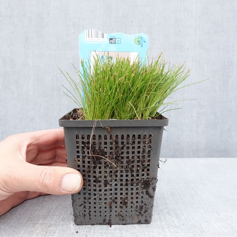 Example of Scirpus isolepsis Pot de 1L/1,5L as you get in printemps