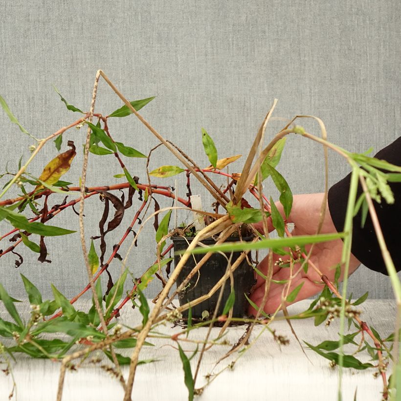 Spécimen de Scirpus mucronatus - Scirpe mucroné Godet de 8/9 cm tel que livré en automne